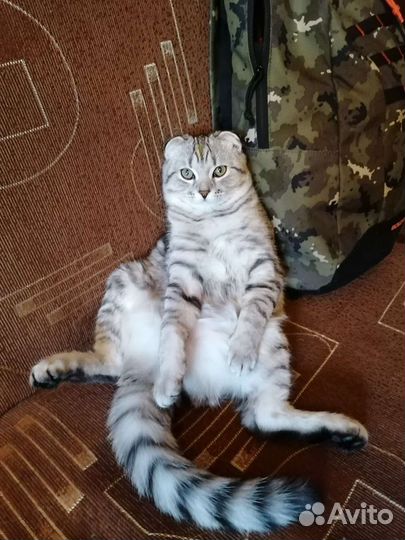 Кошка вязка