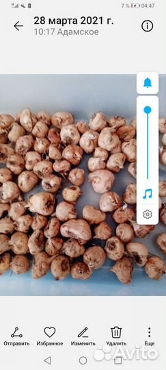 Многолетние цветы мамбреция