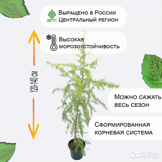 Лиственница европейская, саженец в контейнере С3