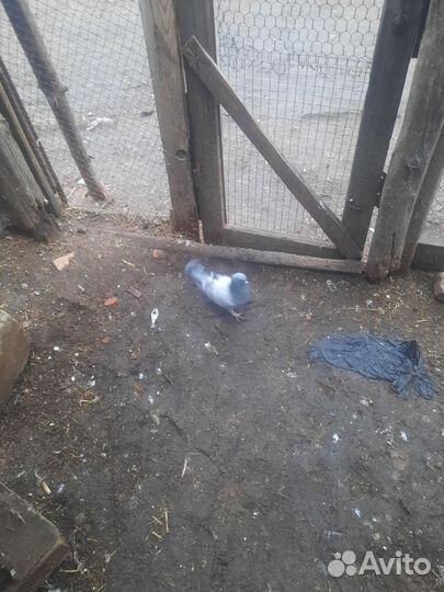 Голуби турецкие такла