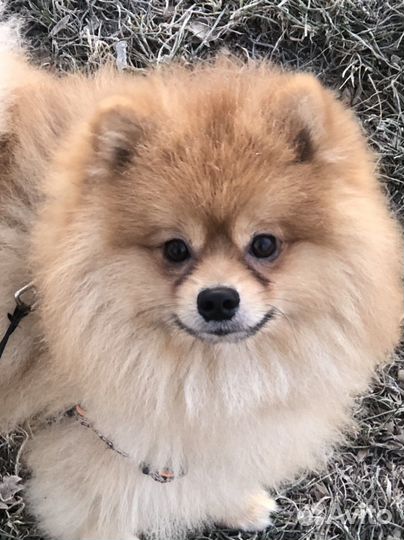 Шпиц, вязка кобель