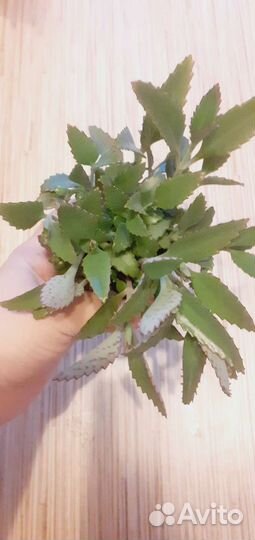 Каланхоэ (много)