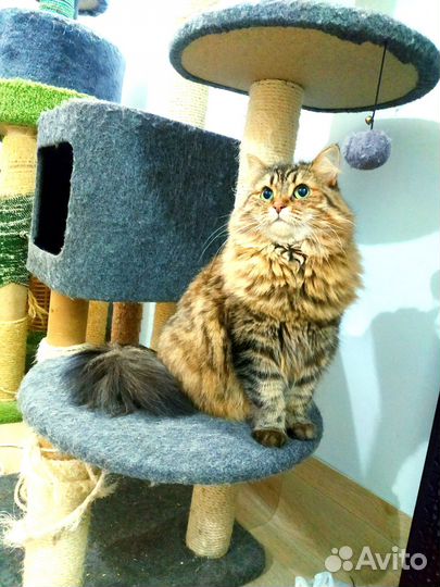 Домашняя передержка приют зоогостиница для кошек