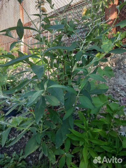 Будлея желтая, Белая, будлеяТутти Фрутти, Медуница