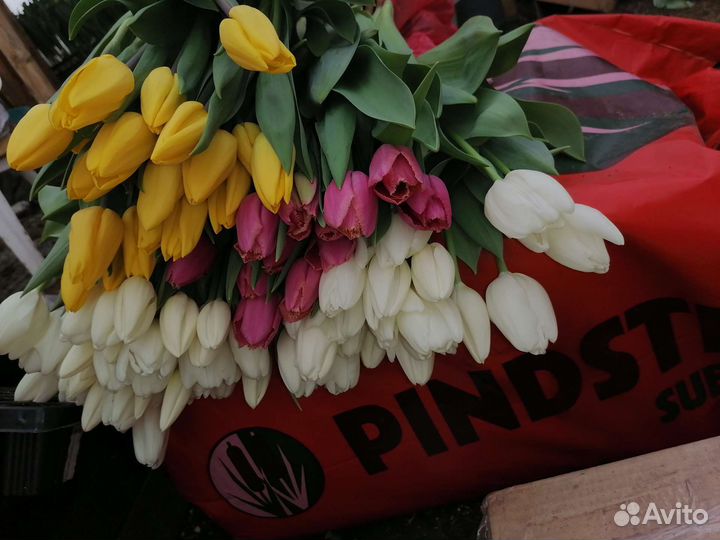 Цветы тюльпаны