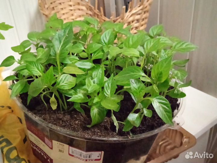 Рассада перца сладкого отдам