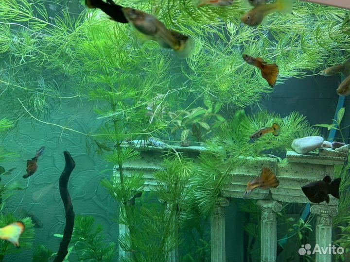 Аквариумные рыбки гуппи, корм