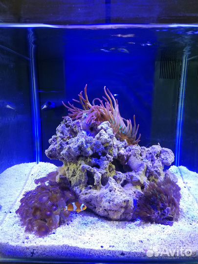 Морской аквариум (миник)