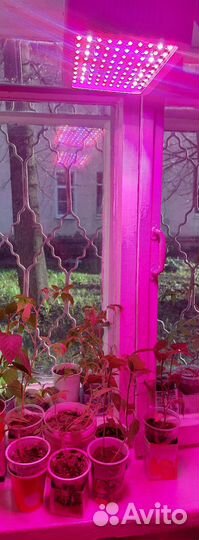 Лампа светодиодная для рассады