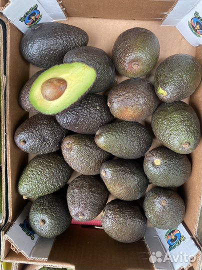 Авокадо хас