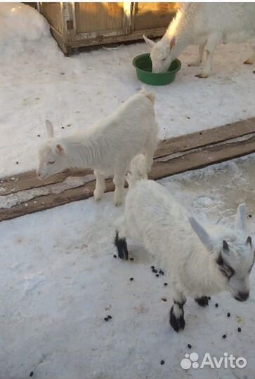 Зааненские козы и козлята