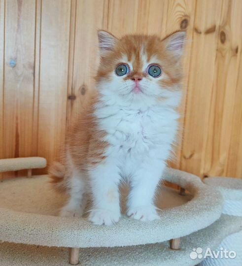 Шотландские рыжики