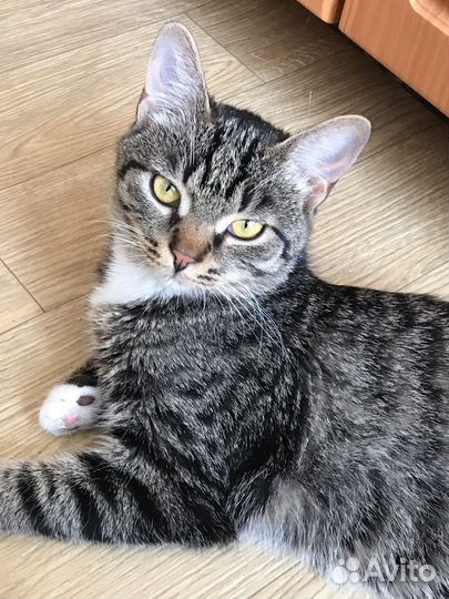 Кошки в добрые руки