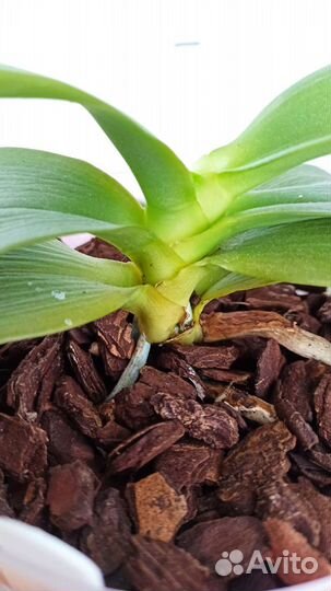 Орхидея фаленопсис