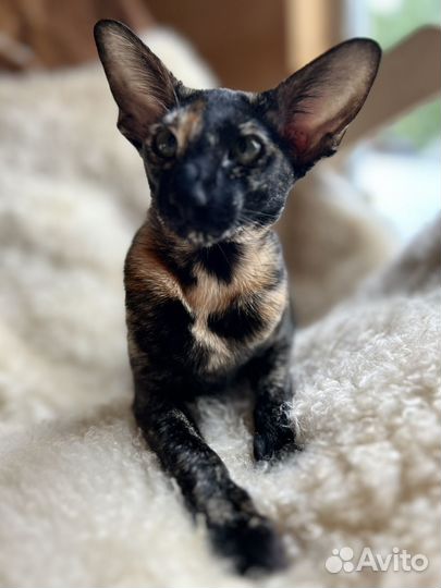 Ориентальная кошка