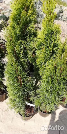 Туя западная