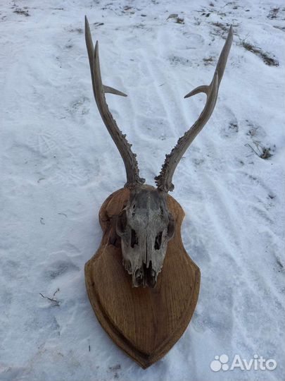 Рога косули