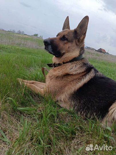 Щенки немецкой овчарки