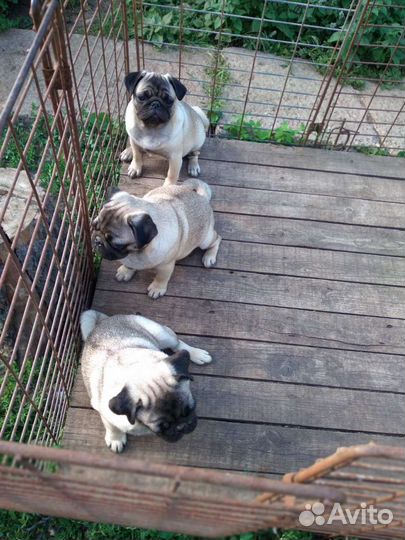 Щенки Мопса