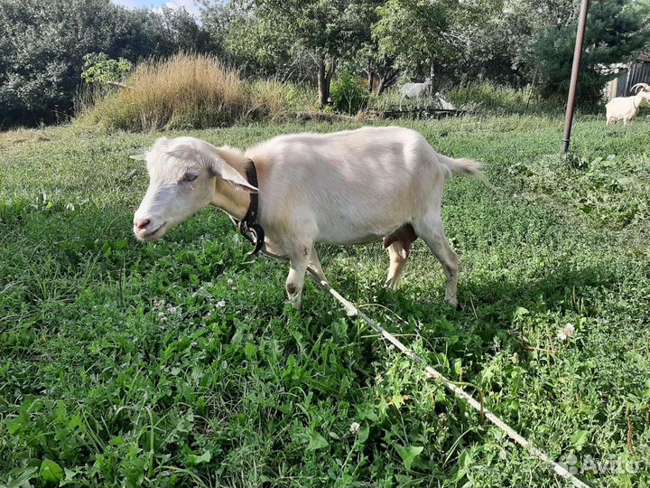 Козы дойные