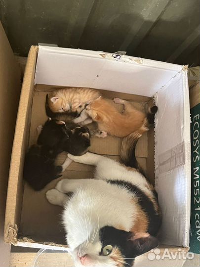 Котята в добрые руки
