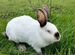 Белый панон Колифорнийские кролики