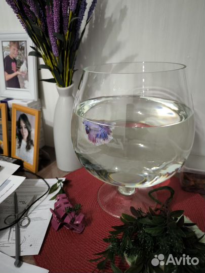 Аквариумные рыбки