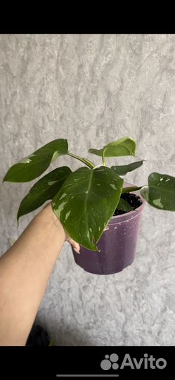 Филодендрон белая принцесса