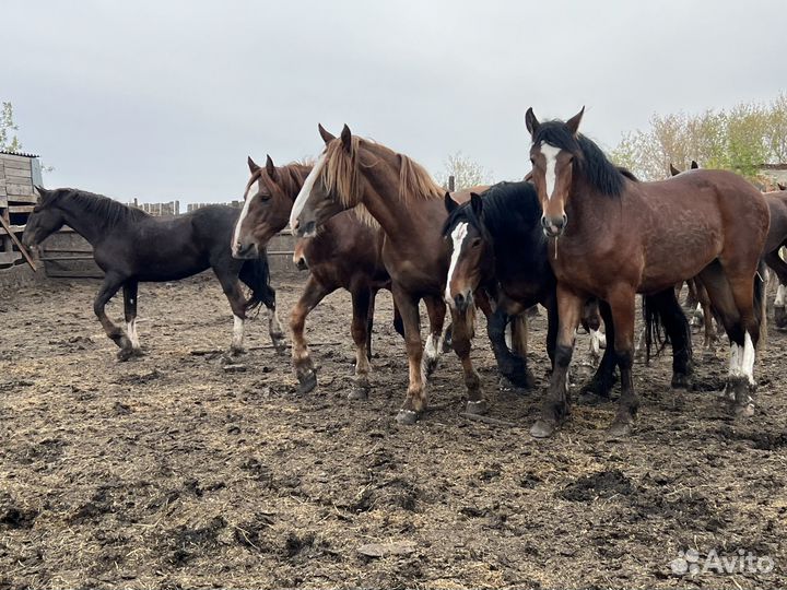 Продаются лошади