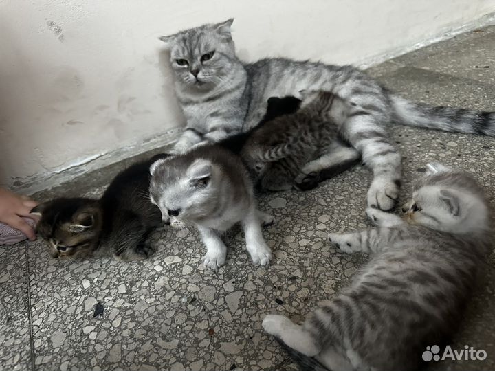 Шотландские вислоухие котята