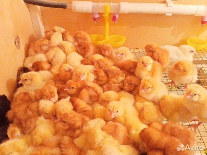 Утята,индюшата,цыплята