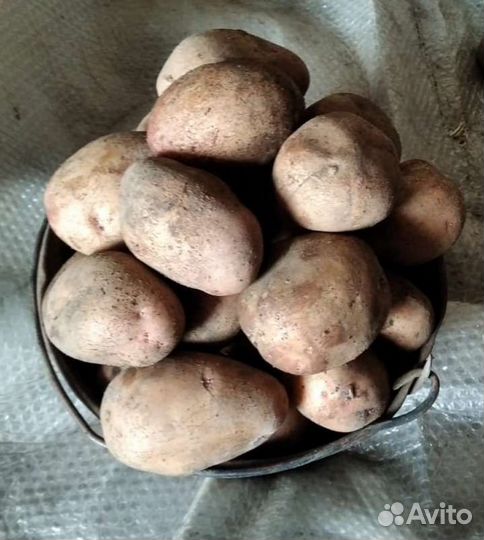 Крупный картофель