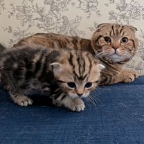 Шотландский вислоухий короткошёрстный, взрослый кот