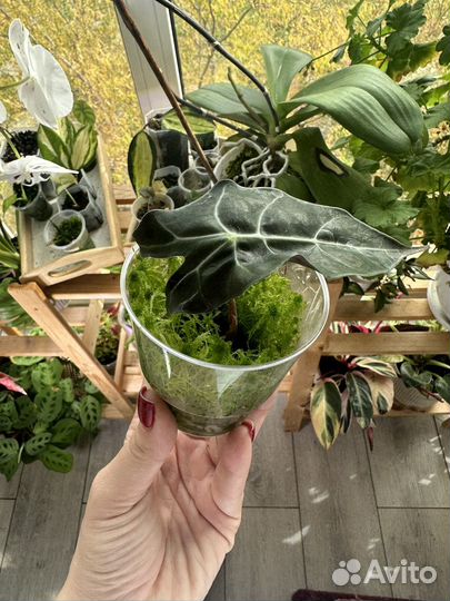 Алоказия Полли