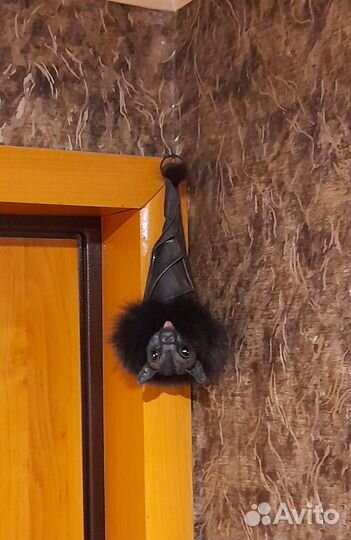 Мышка летучая