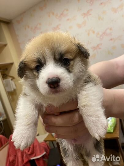 Щенки корги