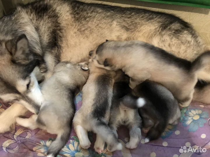 Вязка хаски