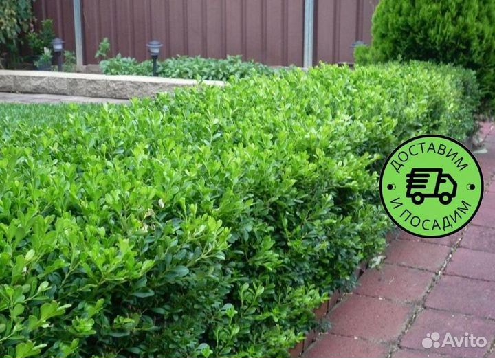 Самшит куст