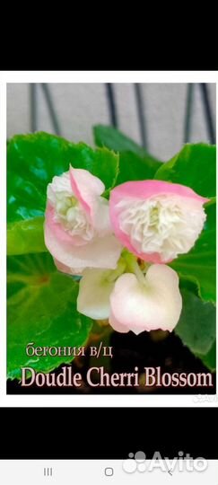 Вечноцветущие бегонии