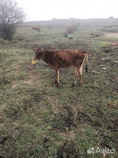 Джерсейская телочка