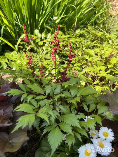 Хосты, Гейхера, астильба