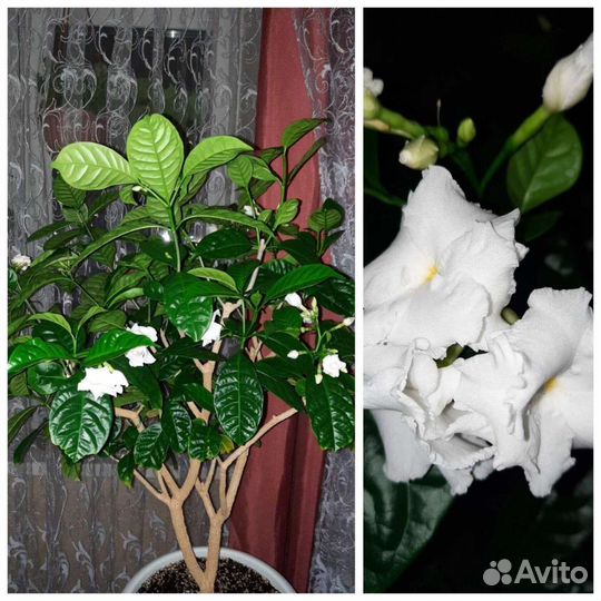 Табернемонтана