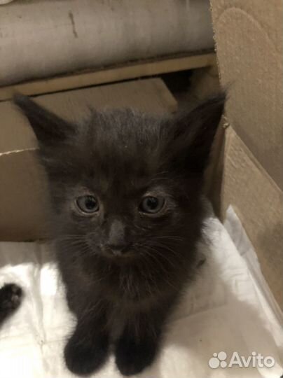 Котята в добрые руки 1 месяц