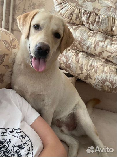 Вязка лабрадор