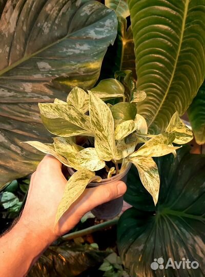 Эпипремнум Марбл Квин