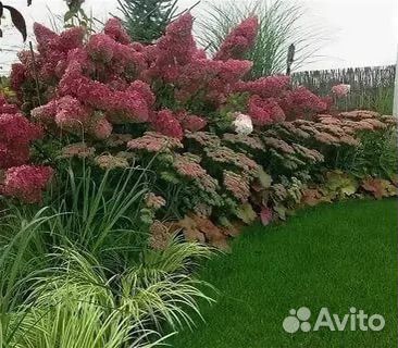 Гортензия метельчатая в ассортименте