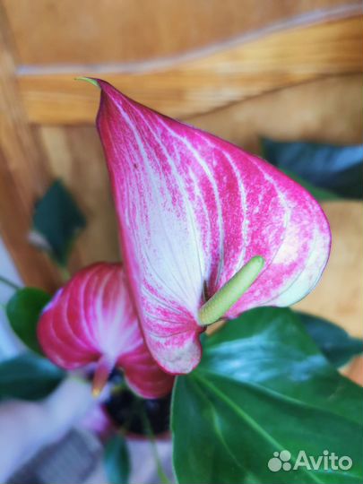 Антуриум Ливиум