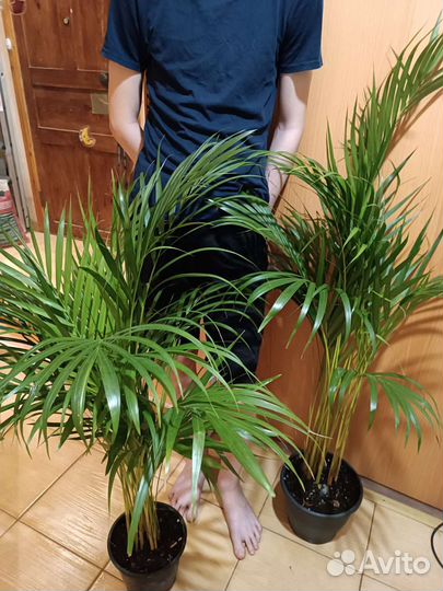 Пальма Арека/Дипсис 120. Супер размер