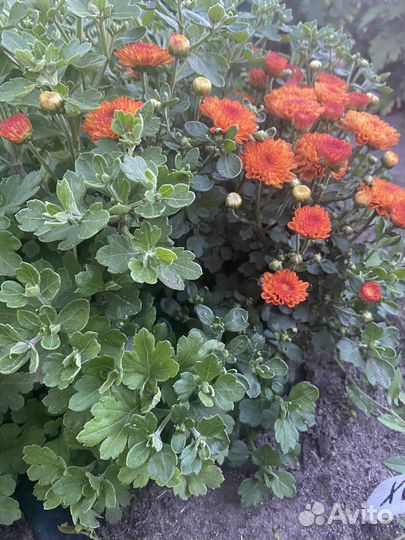 Хризантема шаровидная мультифлора