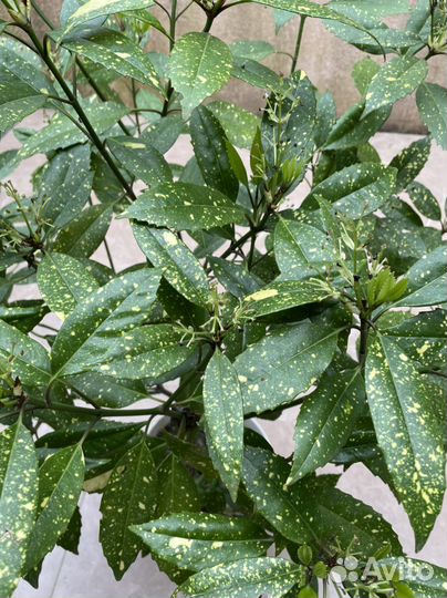 Бересклет, Акуба